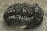 Detailed Gerastos Trilobite Fossil - Morocco #235305-1